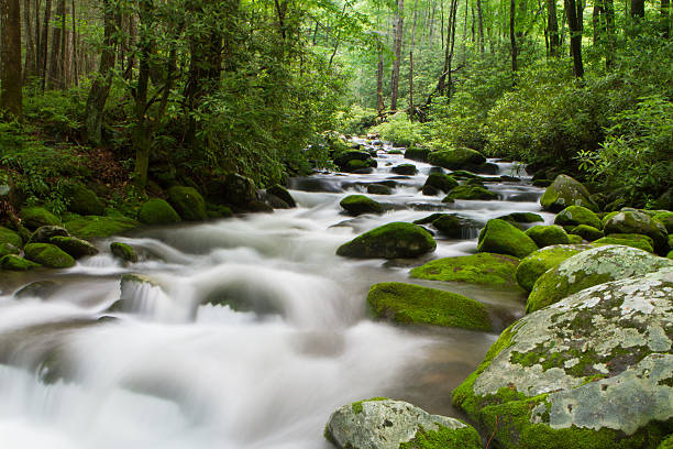 Motori ruggenti Forks Trail - foto stock