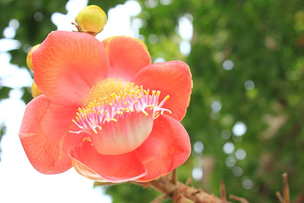 istock Shorea robusta, Sal tree flowers ,Thailand. 175740207