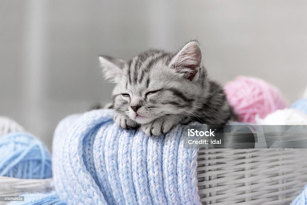 Kitten in a basket with balls of yarn Gray tabby kitten sleeps in a basket with balls of yarn Animal Stock Photo