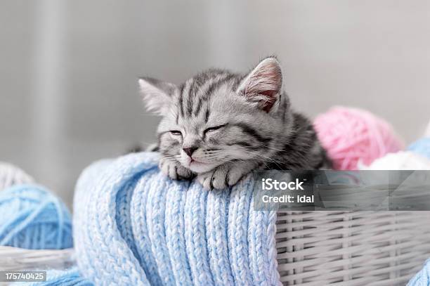 Kitten In A Basket With Balls Of Yarn Stock Photo - Download Image Now - Animal, Animal Whisker, Basket