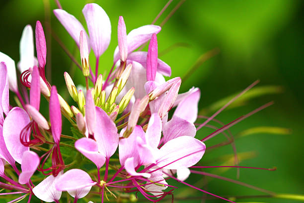 istock pink flowers on green background 175740662