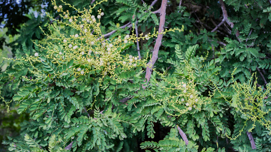 Acacia harmandiana (Pierre) Gagnep., Leguminosae-Mimosoideae, full flower, and other parts such as leaves, branches, and trunk.