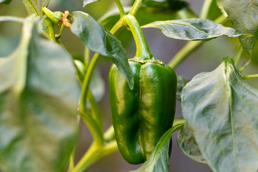 Green peppers grown in a vegetable garden