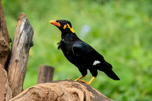 Common Hill Myna on branch