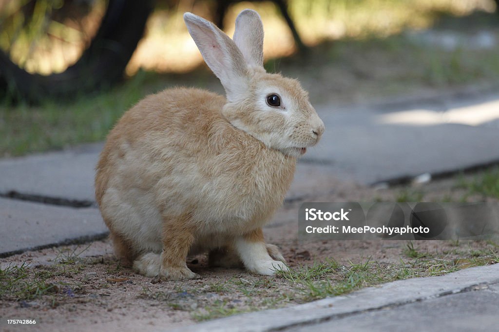 Lapin brun se - Photo de Animaux de compagnie libre de droits