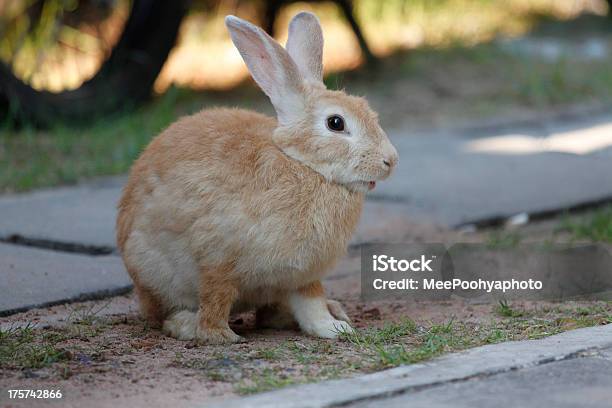 Photo libre de droit de Lapin Brun Se banque d'images et plus d'images libres de droit de Animaux de compagnie - Animaux de compagnie, Assis, Beige