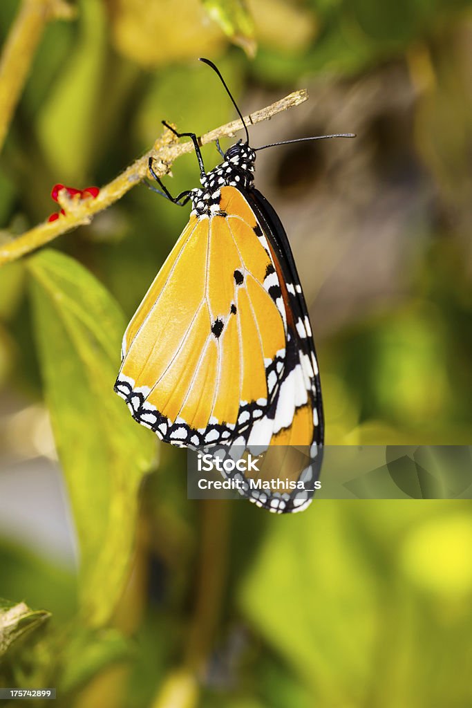 Plain Motyl tygrysi - Zbiór zdjęć royalty-free (African Monarch Butterfly)