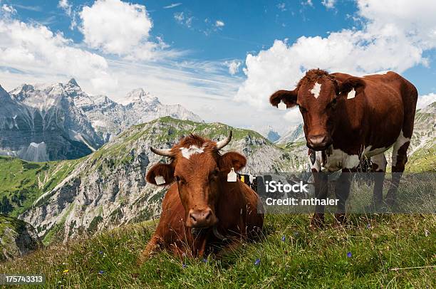 Vaca En Los Alpes Foto de stock y más banco de imágenes de Acostado - Acostado, Aire libre, Alpes Europeos