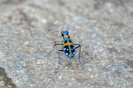 Darkling beetle, stink bug or clown beetle, Eleodes species. California, USA.