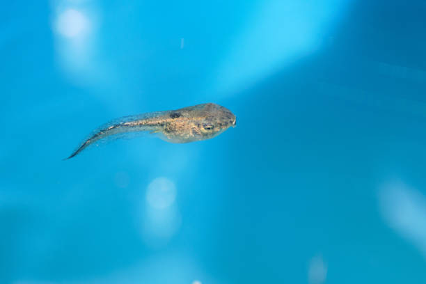 istock A big tadpole swimming in the water 1757435546