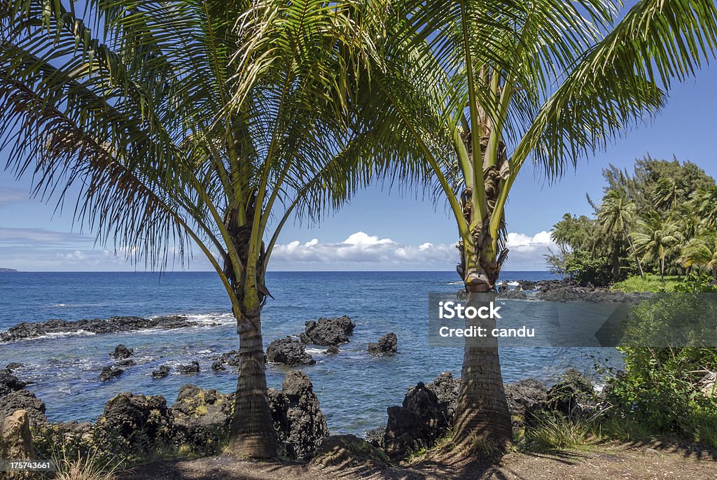 Maui - Lizenzfrei Baum Stock-Foto