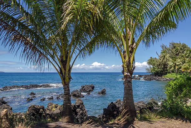 isola di maui - traffel foto e immagini stock