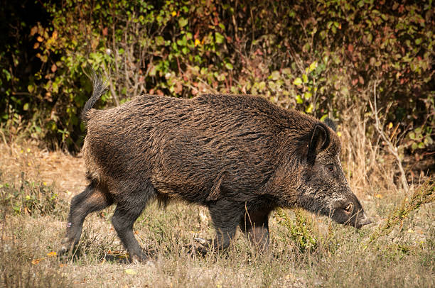 javali - wild boar - fotografias e filmes do acervo