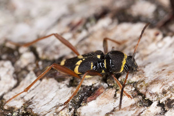 istock Wasp beetle, Clytus arietis on wood, macro photo 175743954