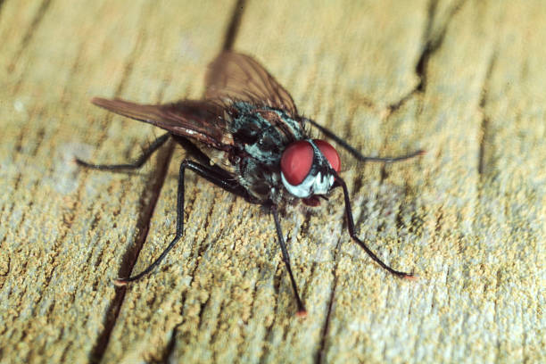 istock House fly on wooden table macro 175743987