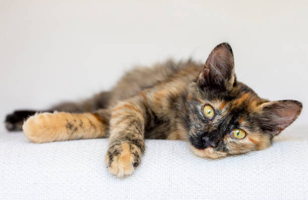 istock Cute calico cat, pet animal. 1757443807