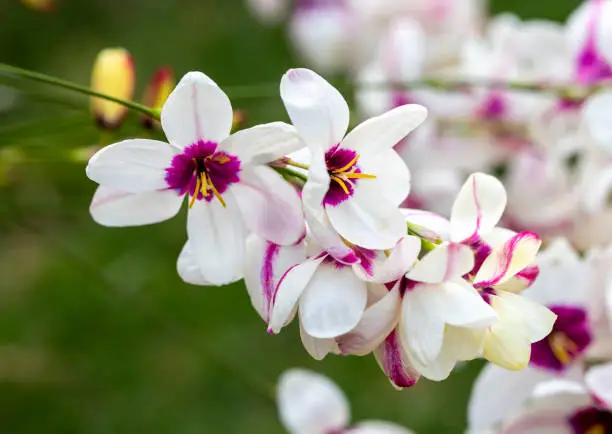 Sparaxis, white ixia, harlequin flower, wandflower, corn lilies