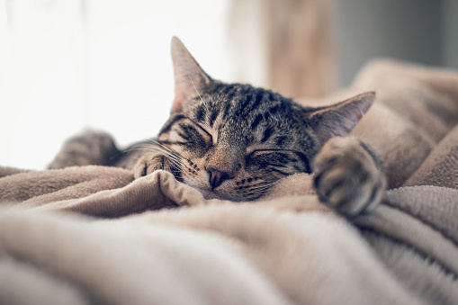 Tabby cat taking an afternoon sleep on a blanket on its owners bed.
