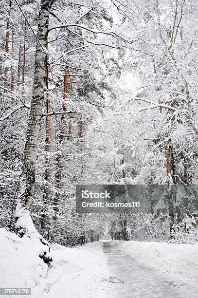雪の森の中の冬の道 - アベニューのストックフォトや画像を多数ご用意 - アベニュー, エクストリームスポーツ, トウヒ