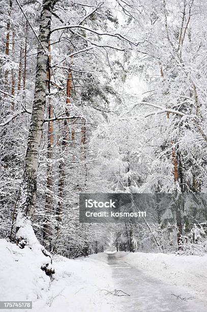 Estrada De Inverno Na Floresta Nevadascomment - Fotografias de stock e mais imagens de Ao Ar Livre - Ao Ar Livre, Avenida, Beleza natural