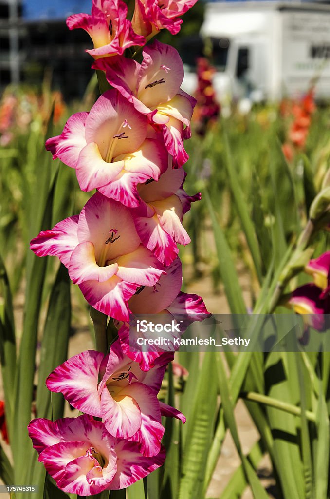 Fleurs de Glaïeul - Photo de Arbre libre de droits