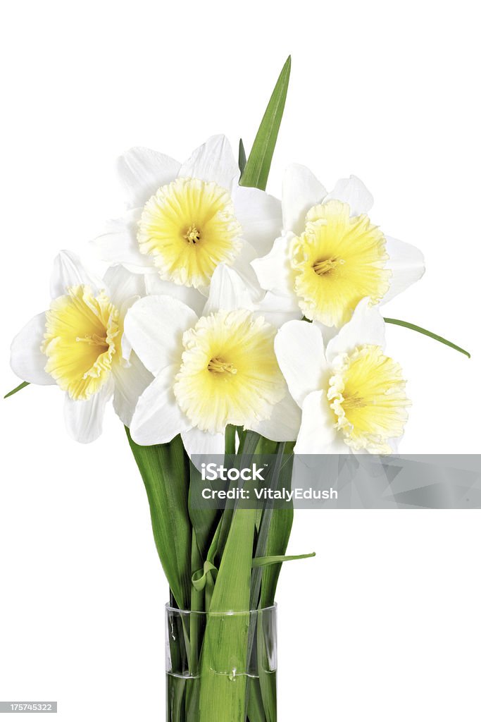 Schönen Frühling Blumen in einer vase: Gelb-Weiß (Daffod narcissus - Lizenzfrei April Stock-Foto