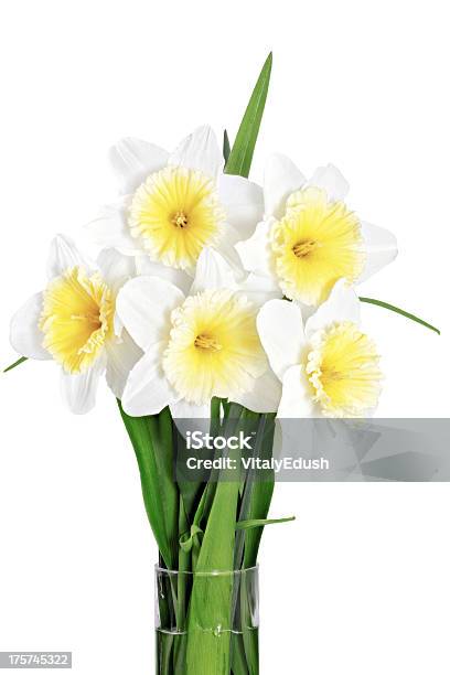 Foto de Flores De Primavera Linda No Vaso Amarelo Branco Daffod Papyraceus e mais fotos de stock de Abril