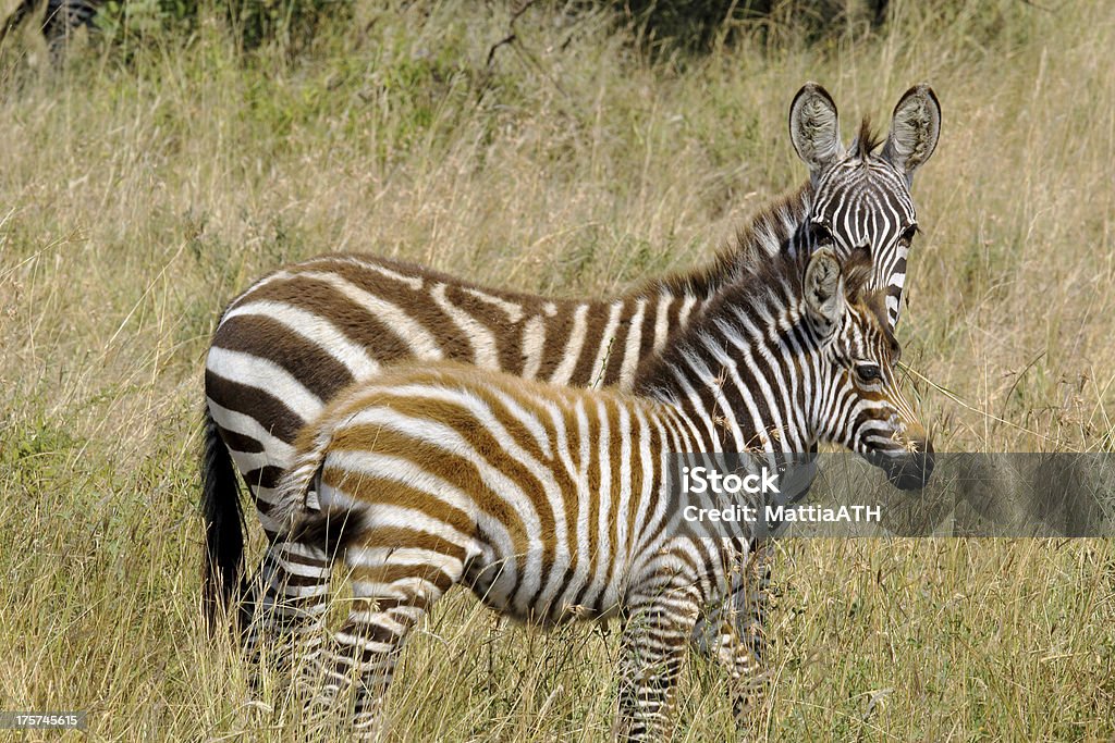 Jovem zebras - Foto de stock de Animais de Safári royalty-free