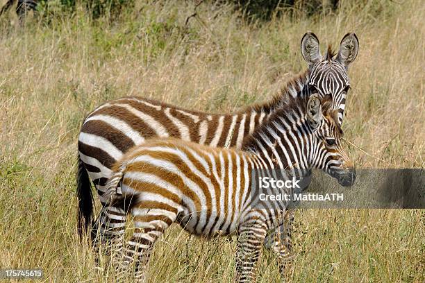 Foto de Jovem Zebras e mais fotos de stock de Animais de Safári - Animais de Safári, Animal, Animal selvagem