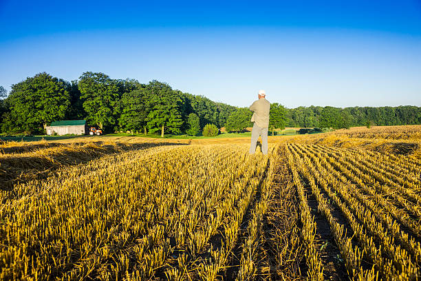 istock Farmer in a harvested wheat field 175745760