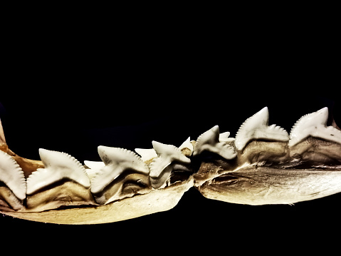 shark tooths isolated on the black background