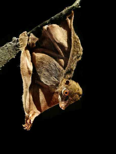 istock bat isolated on the black background 1757461531