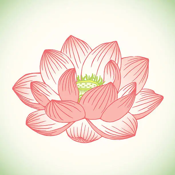 Vector illustration of Lotus