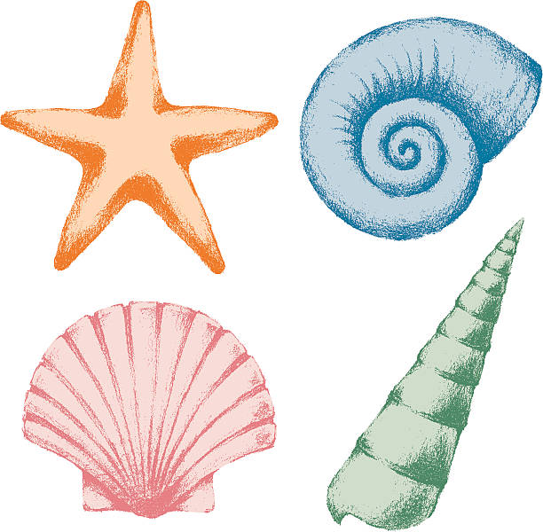 sea shell - shell starfish orange sea stock illustrations