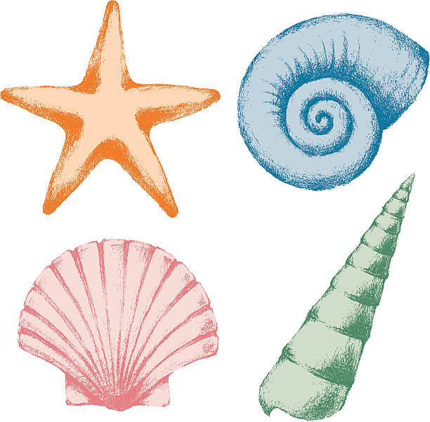 ilustrações, clipart, desenhos animados e ícones de conchas do mar - queen conch