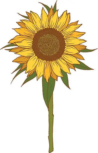 Vector illustration of Sunflower