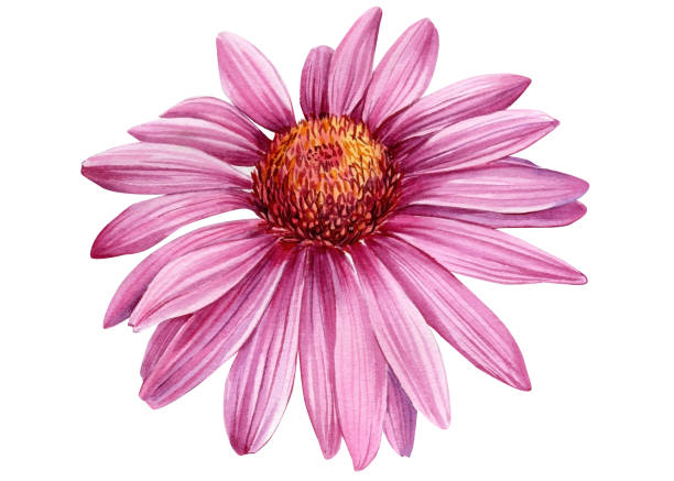 istock Flower echinacea on isolated white background. Wildflowers Watercolor botanical illustration. Violet floral design. Echinacea purpurea 1757467560