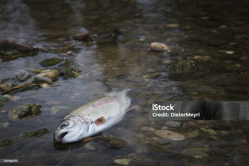 Peixes mortos no Rio contaminados - Royalty-free Acidentes e Desastres Foto de stock