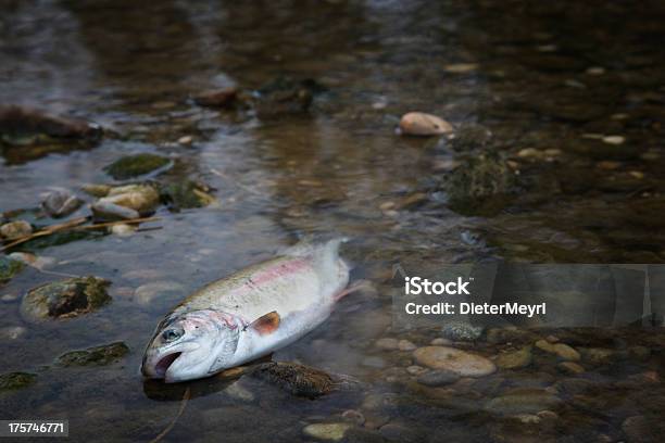 Peixes Mortos No Rio Contaminados - Fotografias de stock e mais imagens de Acidentes e Desastres - Acidentes e Desastres, Derrame de Petróleo, Desastre Ambiental