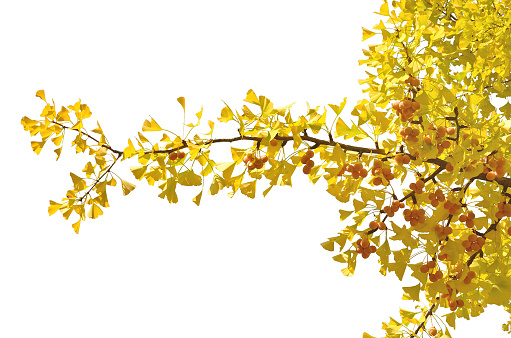Ginkgo biloba leaves with bright yellow ginkgo fruits on white background.
