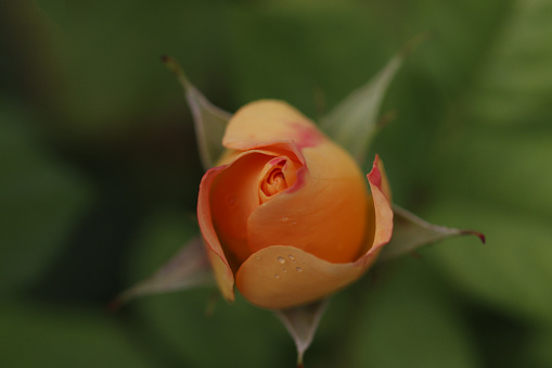 Orange rose in close up