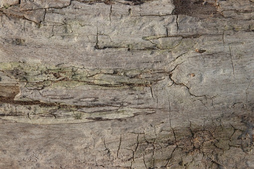 Abstract background with driftwood