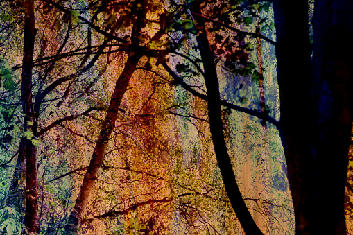 Forest abstract