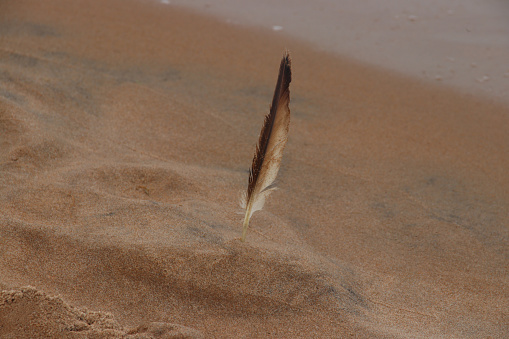 Feather in sand on beach