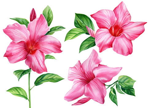 Pink Tropical flower hibiscus, watercolor illustration hand drawn. Exotic flowers on isolated white background, watercolor painting. High quality illustration
