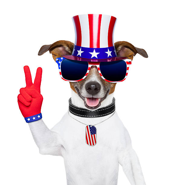 istock usa american dog 175748271