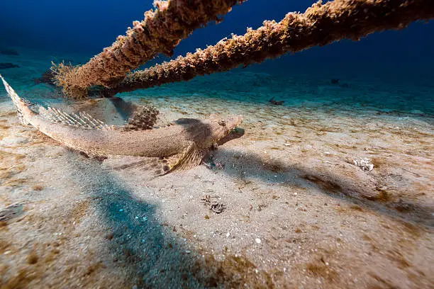 Crocodilefish in the tropical waters of the Red Sea