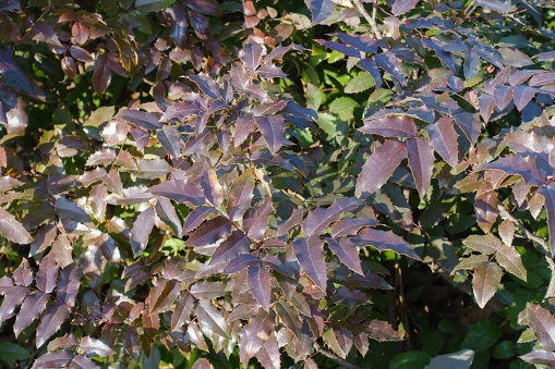 Mahonia aquifolium with colorful winter foliage in February