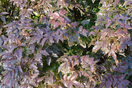 Multicolored winter foliage of Mahonia aquifolium in February