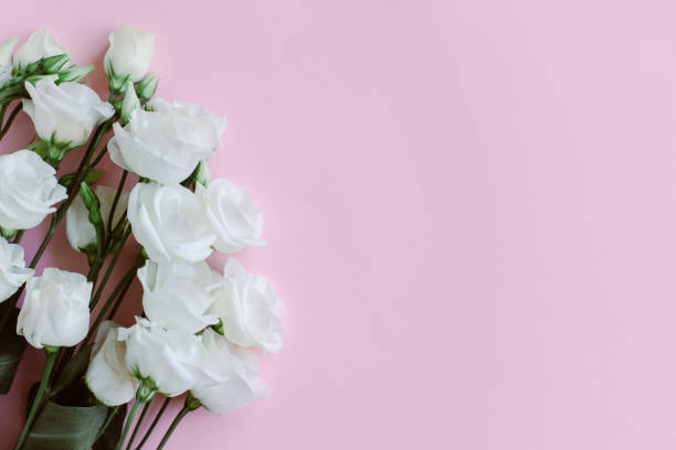 istock Beautiful white Eustoma (Lisianthus) flowers on a pastel background. 1757491284